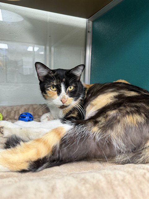 CALLIE, a cat for adoption from Collier County Domestic Animal Services