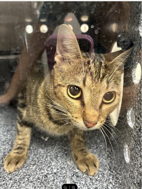 A311727, a cat for adoption from Collier County Domestic Animal Services