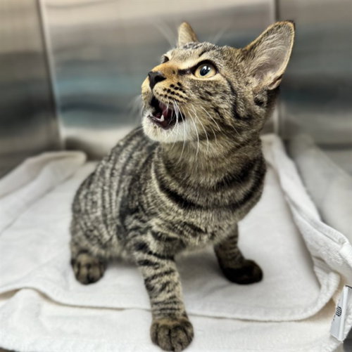 TARTAR SAUCE, a cat for adoption from Collier County Domestic Animal Services