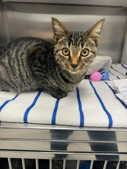 Tartar Sauce - Domestic Short Hair