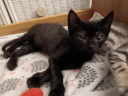 BARNEY, a cat for adoption from Collier County Domestic Animal Services