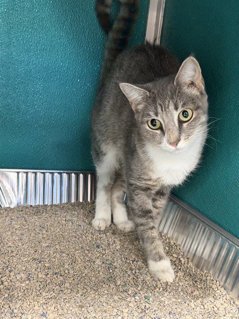 SHEENA, a cat for adoption from Collier County Domestic Animal Services