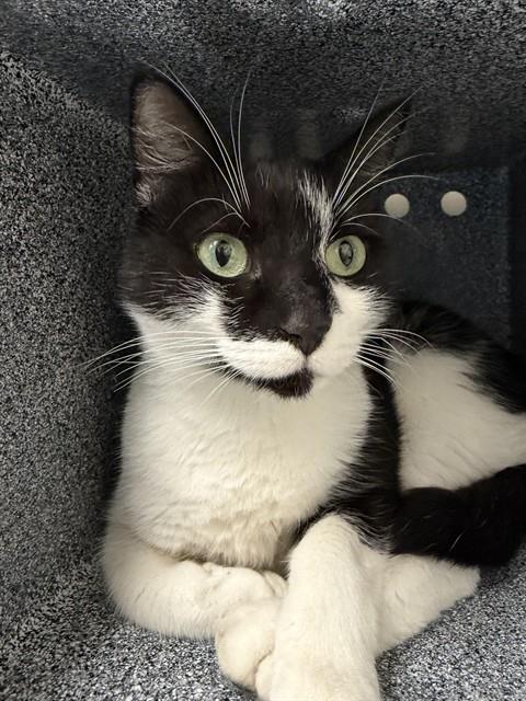 KITTY PURRY, a cat for adoption from Collier County Domestic Animal Services