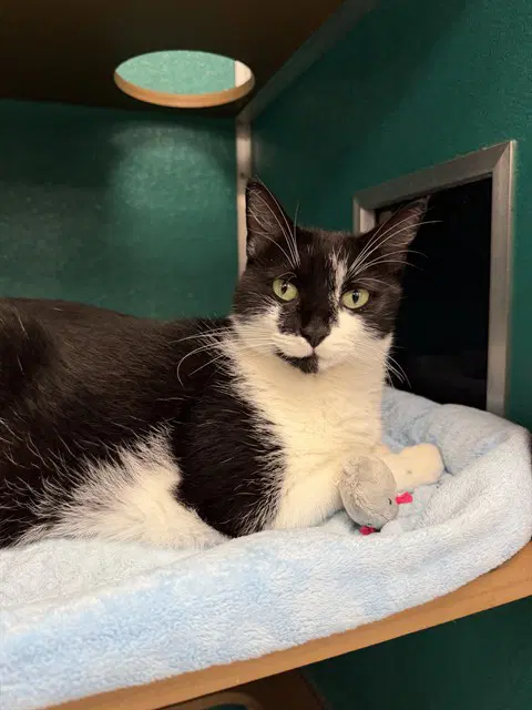 Kitty Purry - Domestic Short Hair