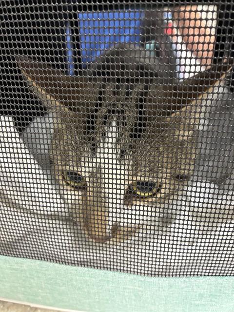 MOOKIE, a cat for adoption from Collier County Domestic Animal Services