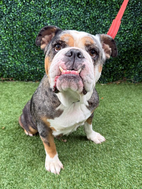 LOLA, a dog for adoption from Collier County Domestic Animal Services