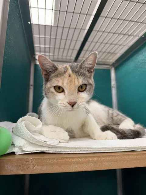 Florence - Domestic Short Hair