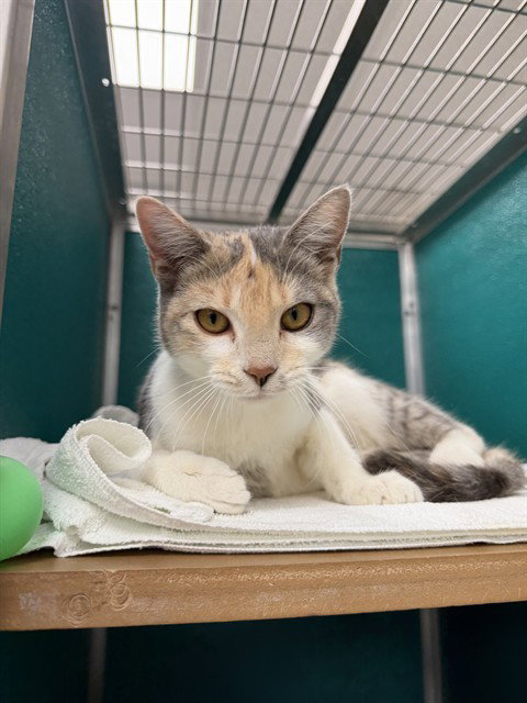 FLORENCE, a cat for adoption from Collier County Domestic Animal Services
