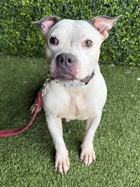 Petunia - American Pit Bull Terrier