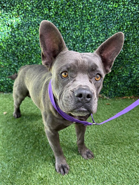 MAGNUS, a dog for adoption from Collier County Domestic Animal Services