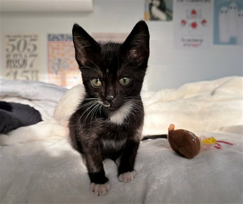CHARLIE, a cat for adoption from Collier County Domestic Animal Services