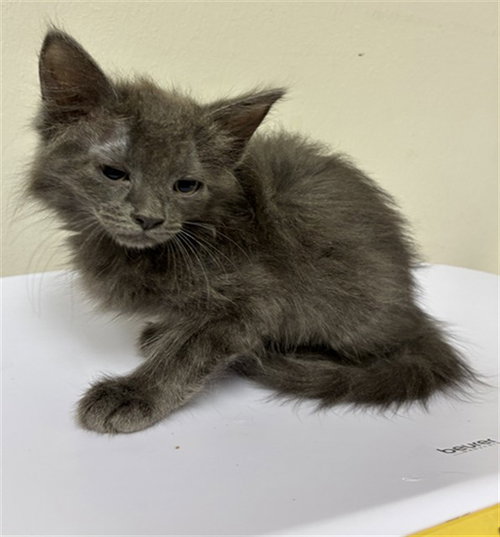 A312014, a cat for adoption from Collier County Domestic Animal Services