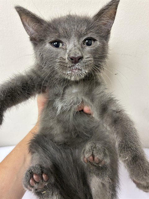 A312015, a cat for adoption from Collier County Domestic Animal Services