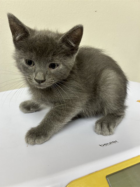 A312016, a cat for adoption from Collier County Domestic Animal Services