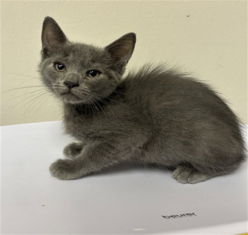 A312017, a cat for adoption from Collier County Domestic Animal Services
