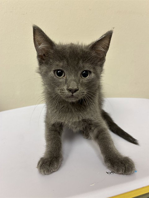 A312018, a cat for adoption from Collier County Domestic Animal Services