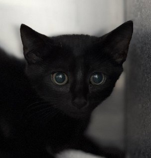 ENYA, a cat for adoption from Collier County Domestic Animal Services