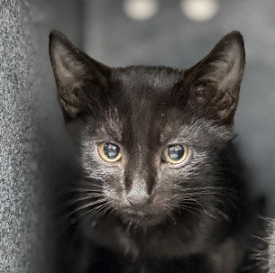 RIFFRAFF, a cat for adoption from Collier County Domestic Animal Services