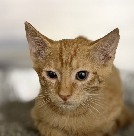 HOZIER, a cat for adoption from Collier County Domestic Animal Services