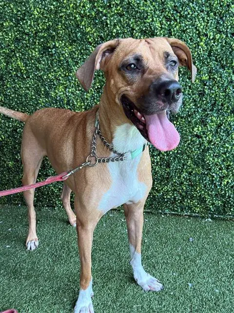 Retro - Black Mouth Cur