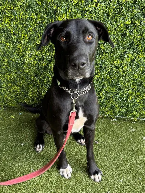 Ruckus - Labrador Retriever