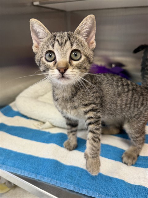 PAPAYA, a cat for adoption from Collier County Domestic Animal Services