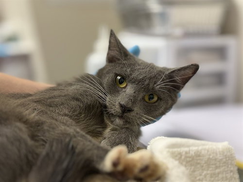 TUMBILINA, a cat for adoption from Collier County Domestic Animal Services