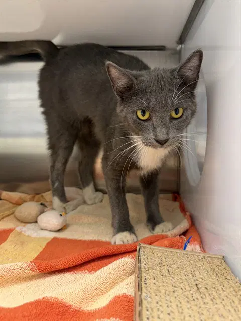 Tumbilina - Domestic Short Hair