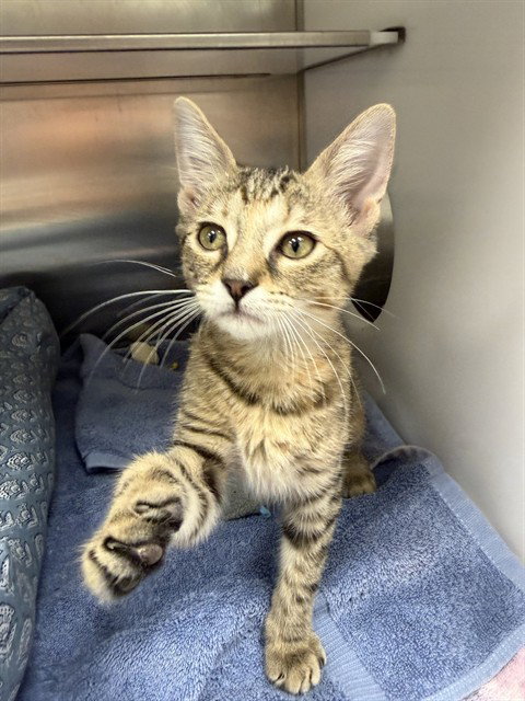 SIDNEY, a cat for adoption from Collier County Domestic Animal Services