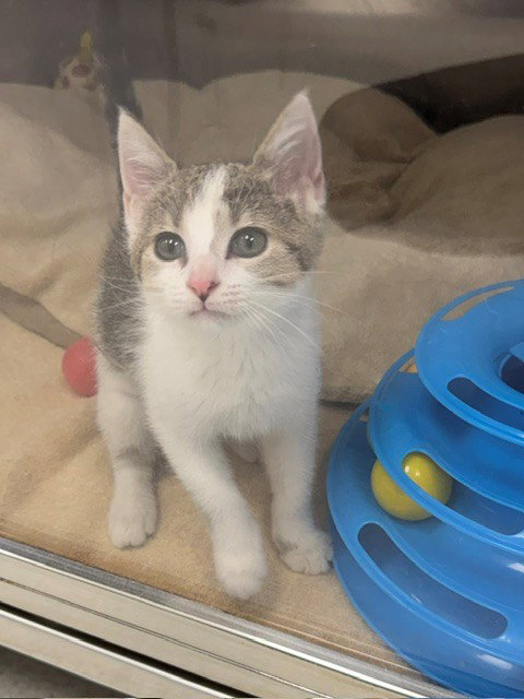 CHACHKI, a cat for adoption from Collier County Domestic Animal Services