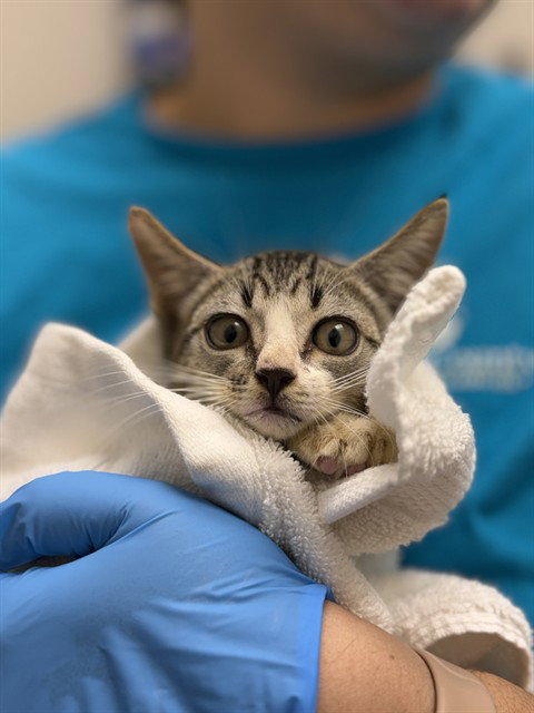 SAMS CLUB, a cat for adoption from Collier County Domestic Animal Services