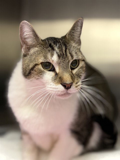 FROGGY, a cat for adoption from Collier County Domestic Animal Services