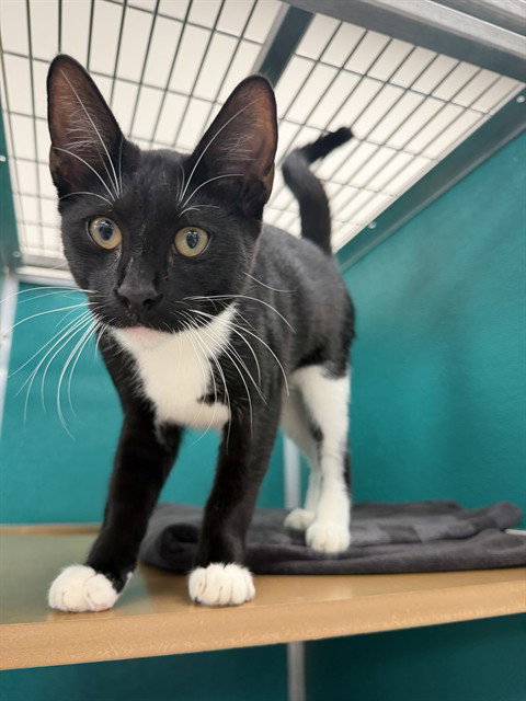 PINHEAD, a cat for adoption from Collier County Domestic Animal Services