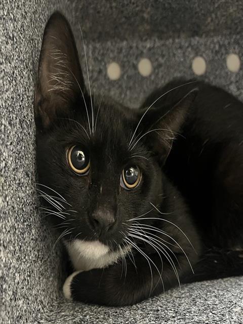 KIRSTY, a cat for adoption from Collier County Domestic Animal Services