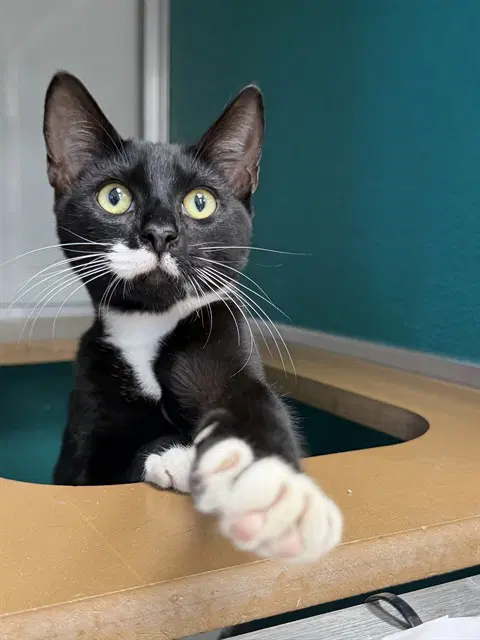 Kirsty - Domestic Short Hair