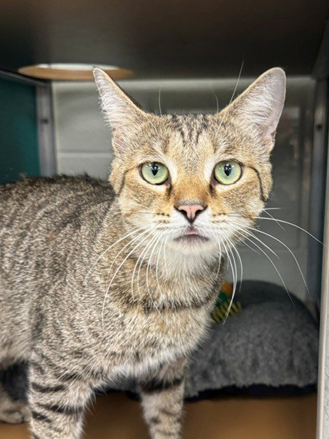 DONALD, a cat for adoption from Collier County Domestic Animal Services