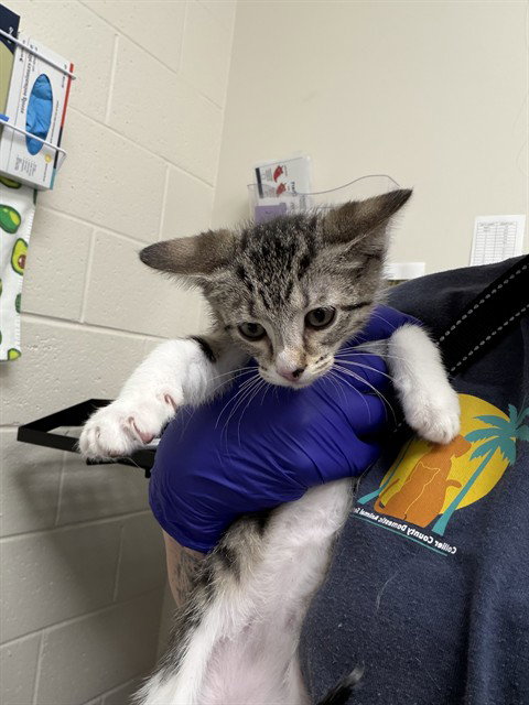 WINIFRED, a cat for adoption from Collier County Domestic Animal Services
