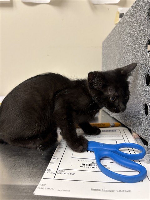 MARY, a cat for adoption from Collier County Domestic Animal Services
