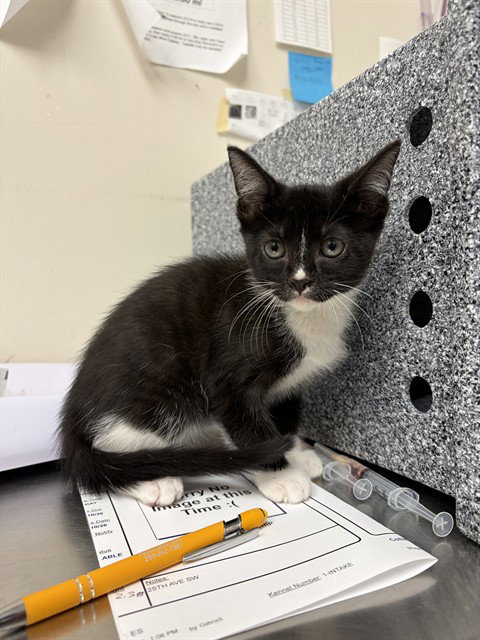 SARAH, a cat for adoption from Collier County Domestic Animal Services