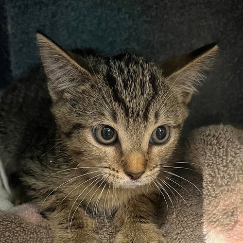 SARDINE, a cat for adoption from Collier County Domestic Animal Services