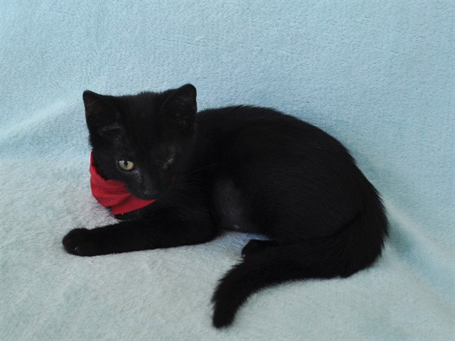POLLY
