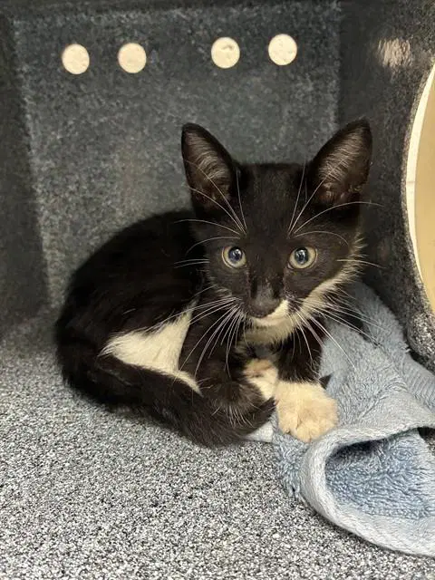 Unknown - Domestic Short Hair