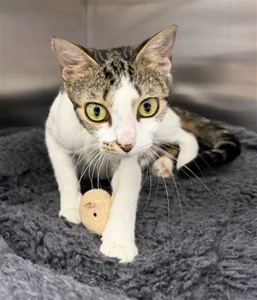 Faith - Domestic Short Hair