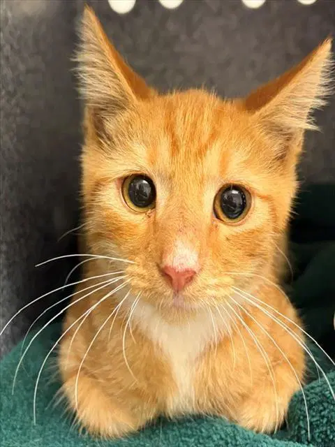 Unknown - Domestic Short Hair