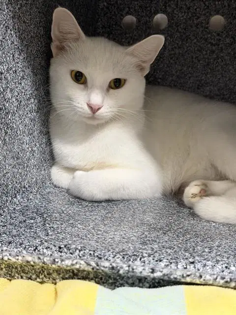 Unknown - Domestic Short Hair