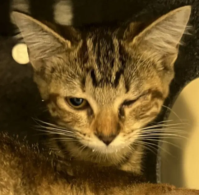Jane - Domestic Short Hair