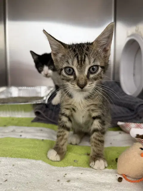 Thing - Domestic Short Hair