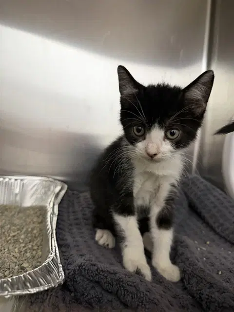 Cat In The Hat - Domestic Short Hair