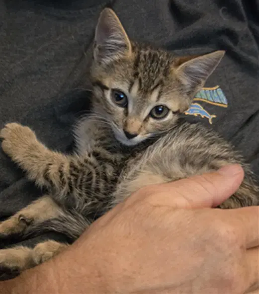 Coco - Domestic Short Hair