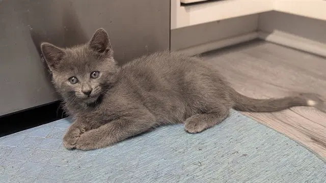 Dippy - Domestic Short Hair